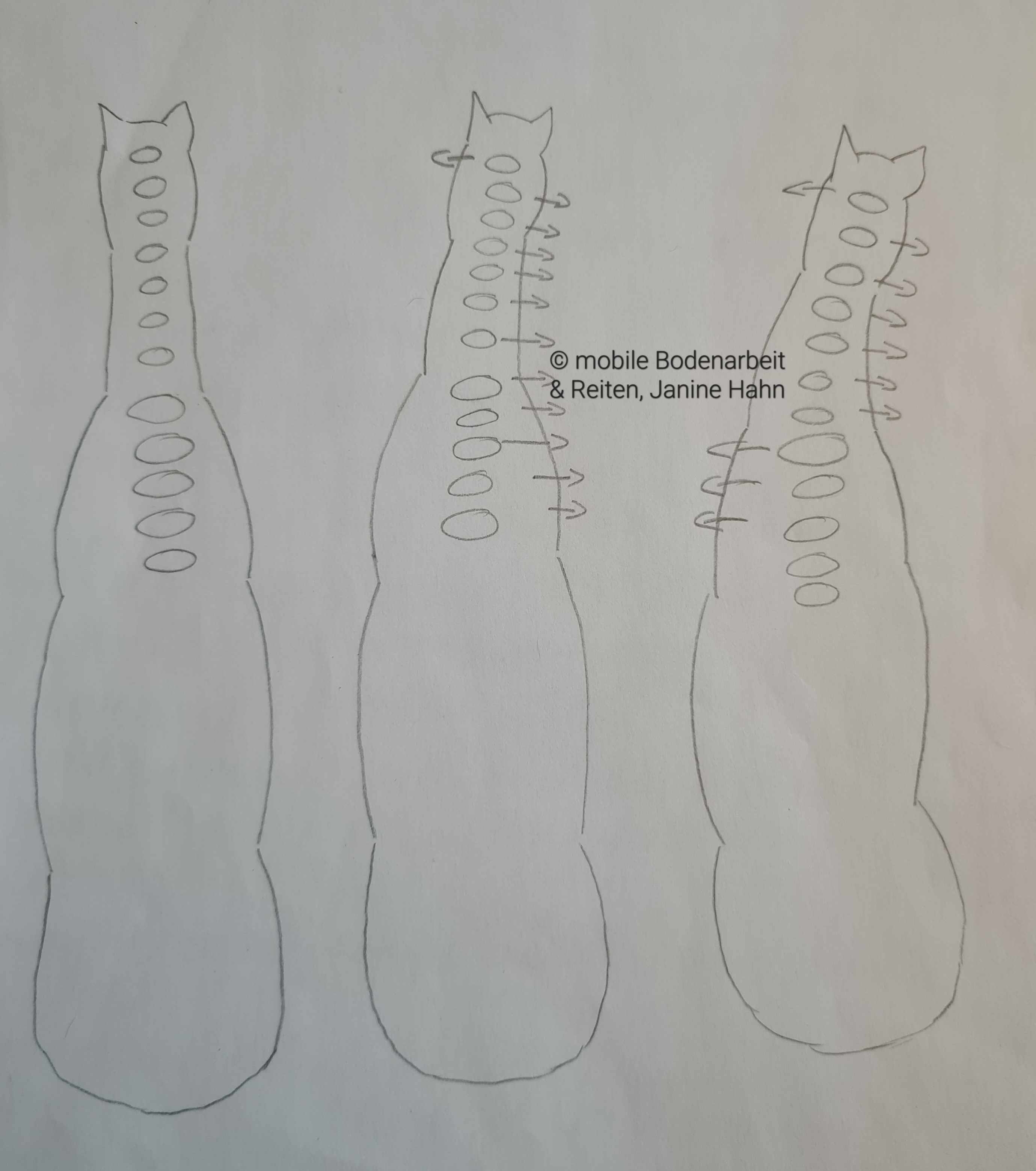 Die Rotation der Wirbelsäule