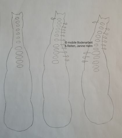 Die Rotation der Wirbelsäule